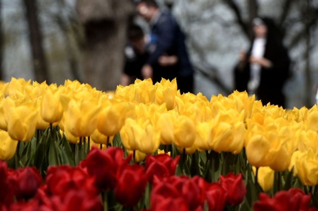 İstanbul 20 milyon laleyle rengarenk 9