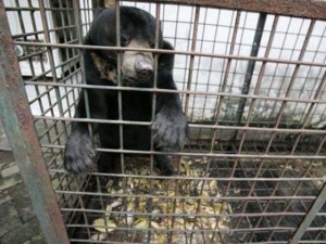 Hayvanat değil! Ölüm bahçesi!