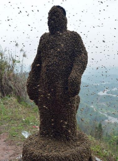 460 bin arı vücudunu kapladı 1