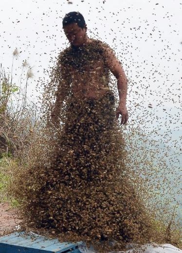 460 bin arı vücudunu kapladı 12