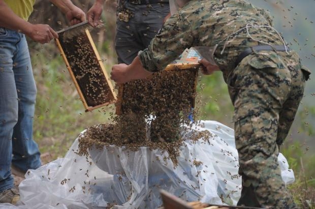 460 bin arı vücudunu kapladı 13