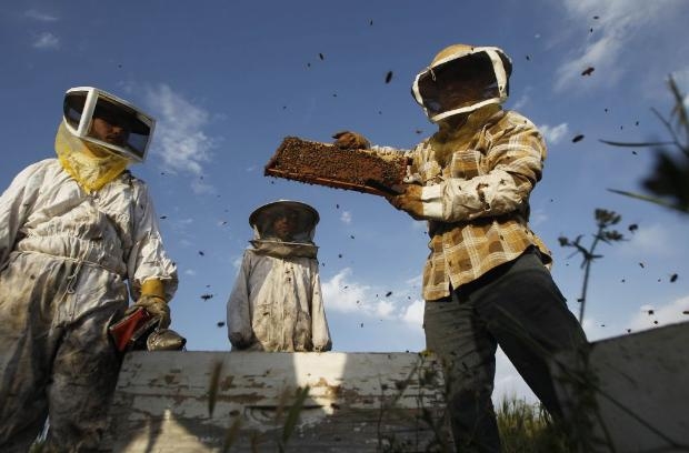 460 bin arı vücudunu kapladı 2