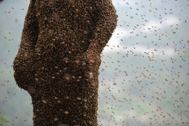 460 bin arı vücudunu kapladı 8