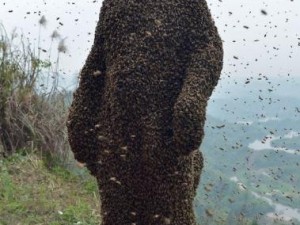 460 bin arı vücudunu kapladı