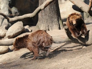 Almanya'nın hayvanat bahçesinden harika kareler