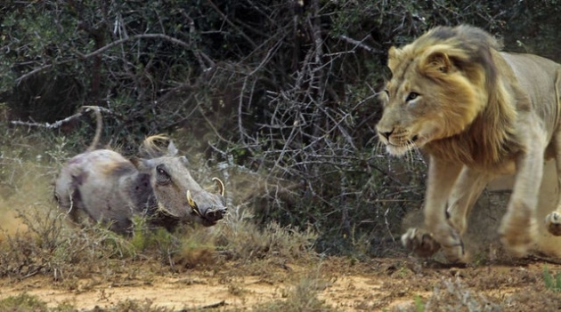 Vahşi doğadan inanılmaz kareler 28
