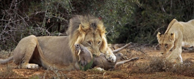 Vahşi doğadan inanılmaz kareler 37