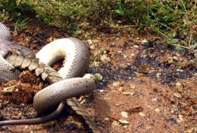 Vahşi doğadan inanılmaz kareler 6