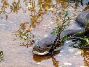 Vahşi doğadan inanılmaz kareler