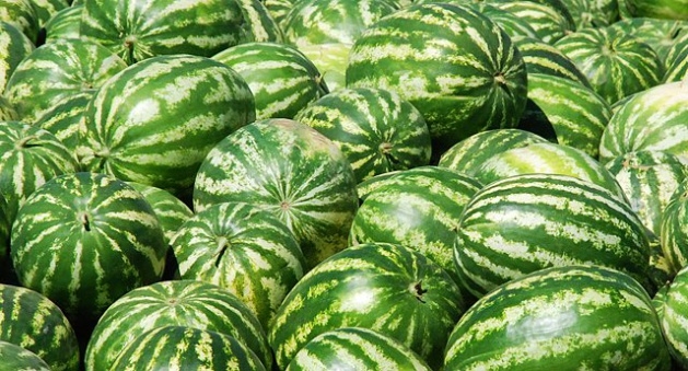 20 meyvenin 20 fayfası 19