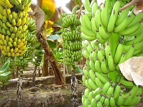 20 meyvenin 20 fayfası 8