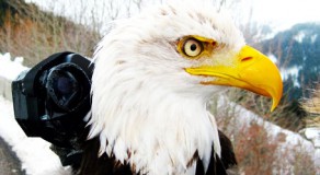 Hem uçtular hem çektiler