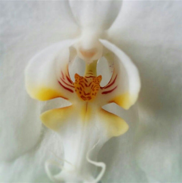 Çiçeklerdeki şaşırtan benzerlikler 32