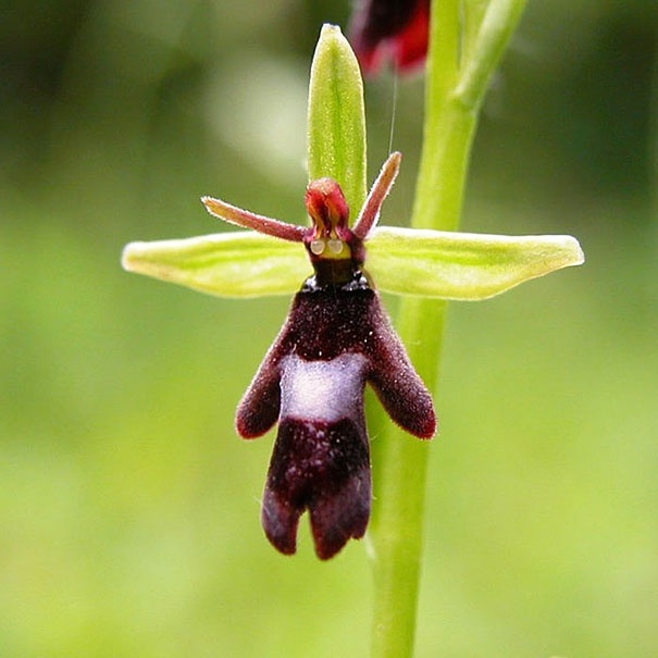 Çiçeklerdeki şaşırtan benzerlikler 36