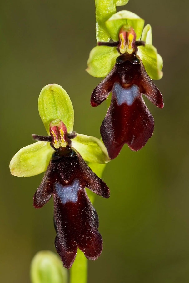 Çiçeklerdeki şaşırtan benzerlikler 37