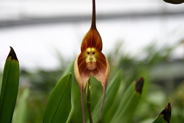 Çiçeklerdeki şaşırtan benzerlikler 6