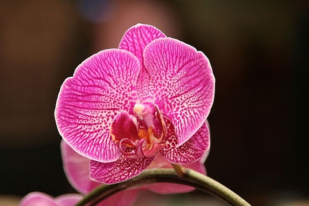 Çiçeklerdeki şaşırtan benzerlikler 8