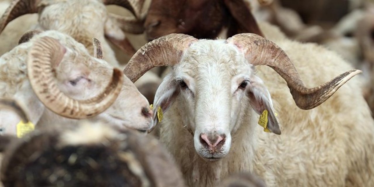 10 soruda kurbanla ilgili merak edilenler