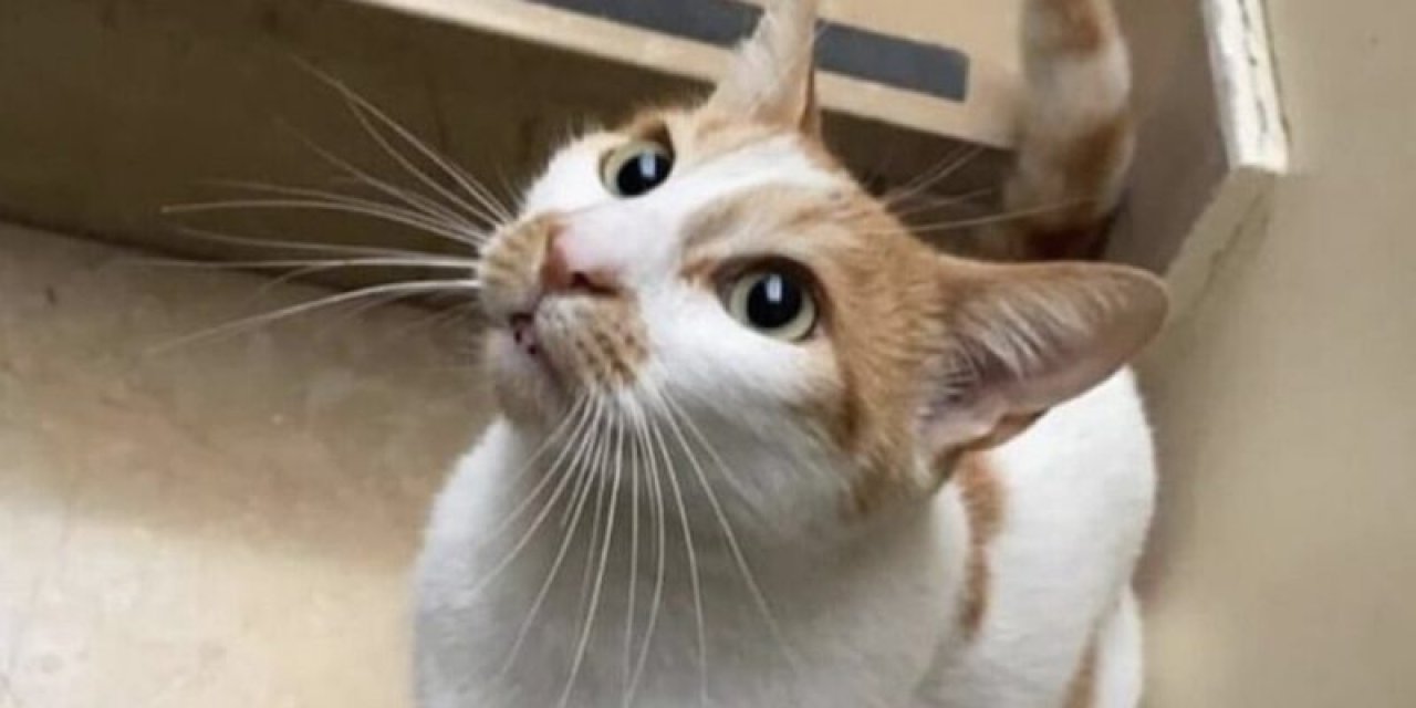 Kediyi okul camından atan Öğretmenin yargılanmasına başlandı!