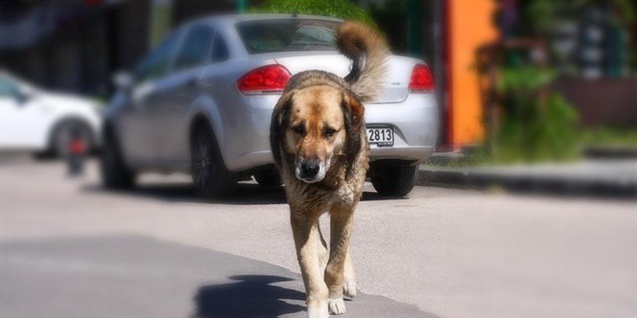 Başıboş köpek düzenlemesi bugün TBMM komisyonunda!