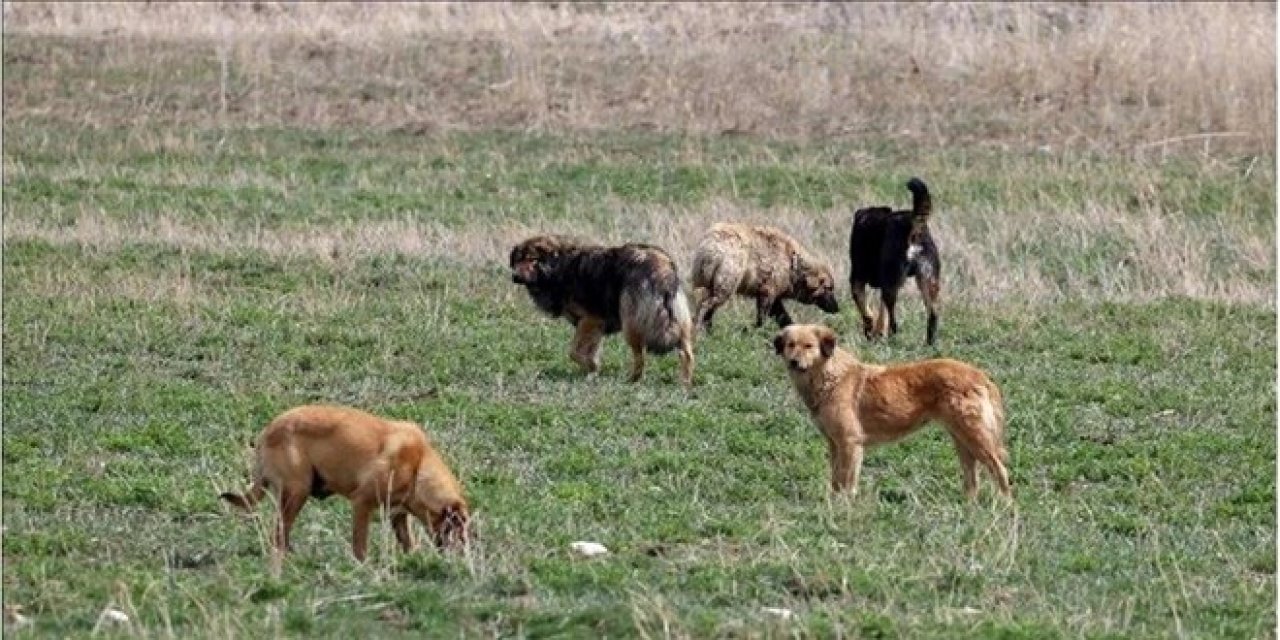 Sahipsiz hayvanlara yönelik kanun teklifi Genel Kurulda kabul edildi