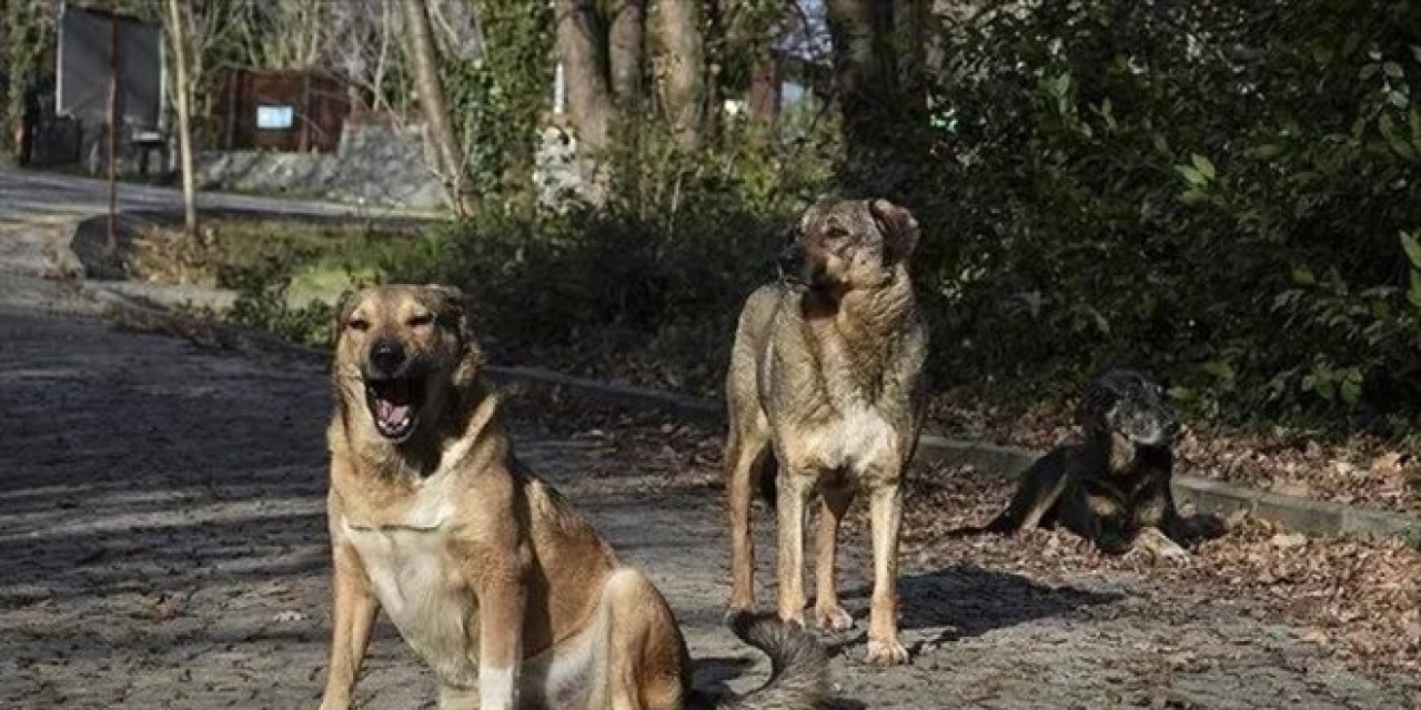 10 soruda TBMM'de kabul edilen sahipsiz hayvanlara yönelik düzenleme