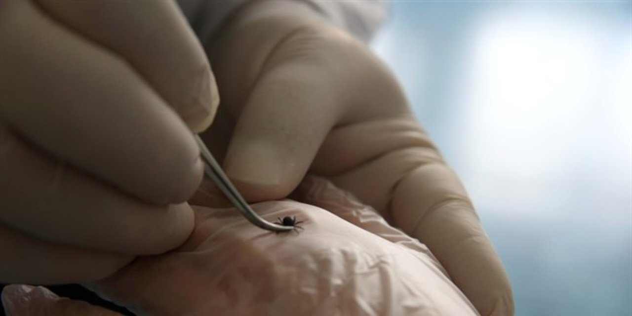 Türkiye'de kene vakaları artıyor