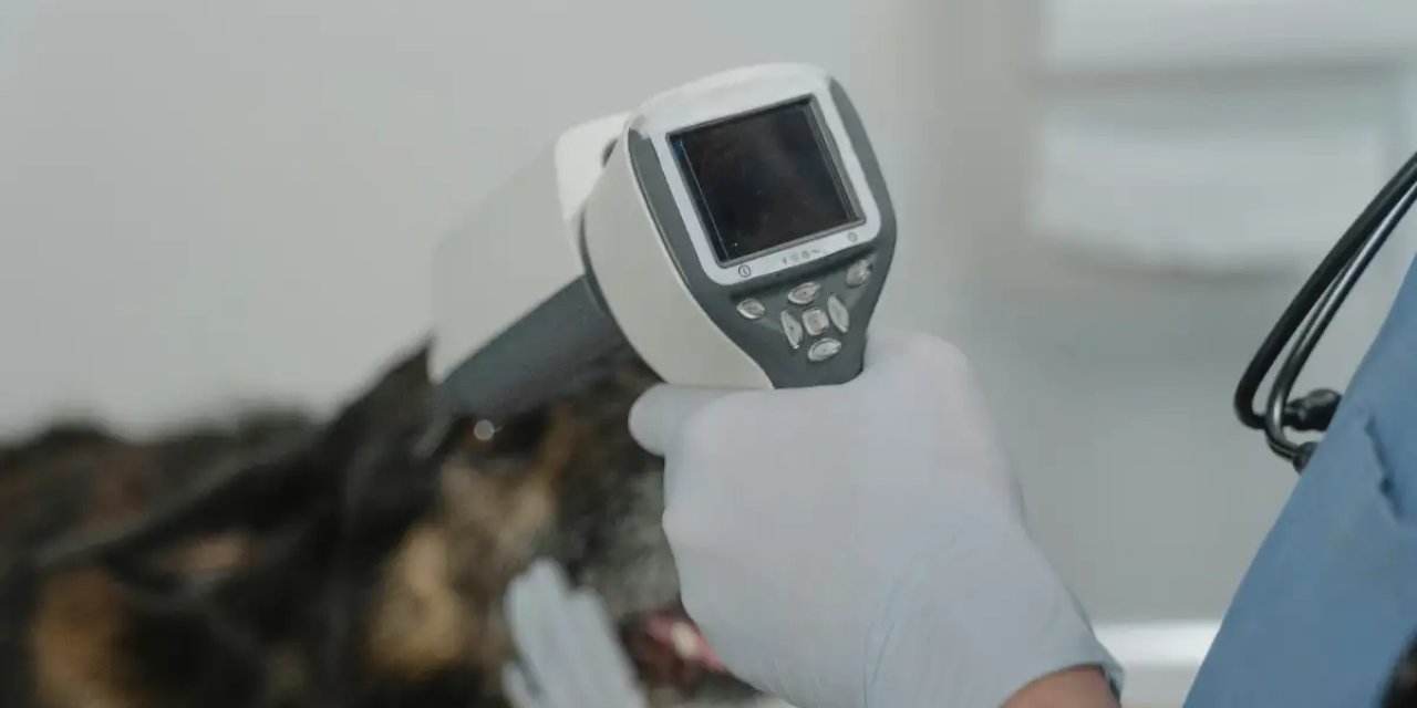 Kadıköy'de Veteriner Arayanlar İçin 2025 İpuçları