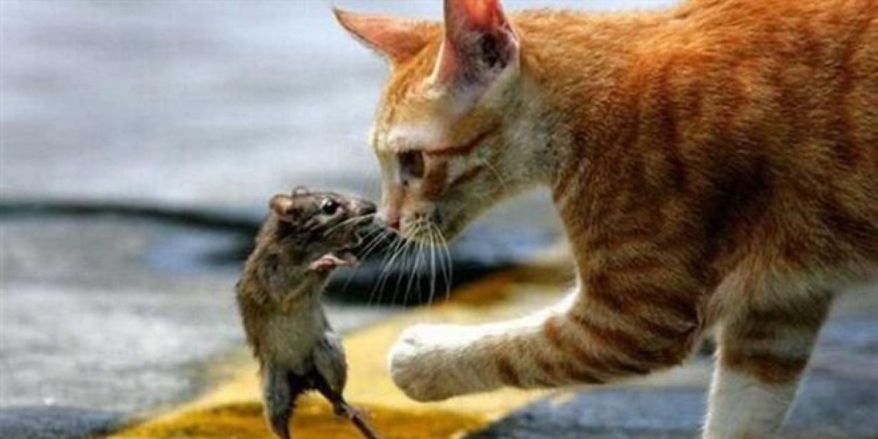 Vali Davut Gül: “Kediler Fare Yakalamayı Unuttu, Farelerle Birlikte Mama Yiyorlar!”