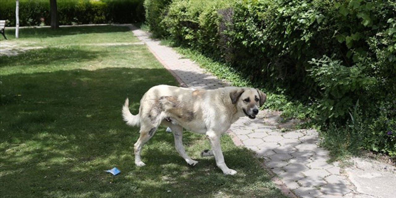 Ankara’da savcıya köpekle saldırı iddiası: Şüpheli tutuklandı