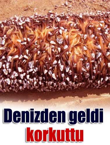 Denizden geldi korkuttu