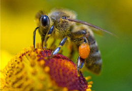 Arı İğnesi Kansere Çare Oluyor