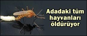 Adadaki tüm hayvanları öldürüyor
