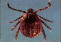 Yine mi KENE Vakası