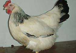 Tavukla kokain taşıdılar