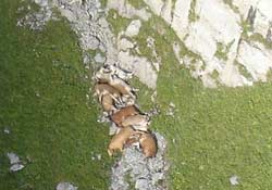 İneklerin toplu intihar girişimi