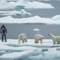 3 kutup ayısıyla mahsur kaldı
