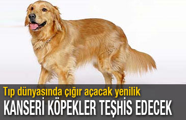 Kanseri köpekler teşhis edecek
