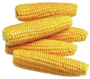 GDO yönetmeliği yeniden yürürlükte