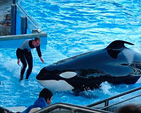 Katil balina, seyircilerin önünde eğitmenini öldürdü