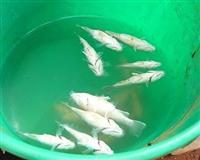 Gökten balık yağdı