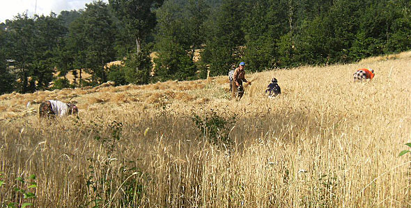 Devlet toprak dağıtacak