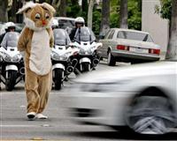 Tavşan kılığında trafik polisi...