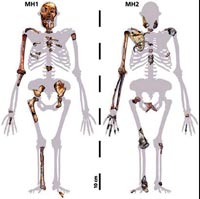 Evrimde yeni bir halka