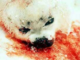 Kanada'da sessiz fok katliamı