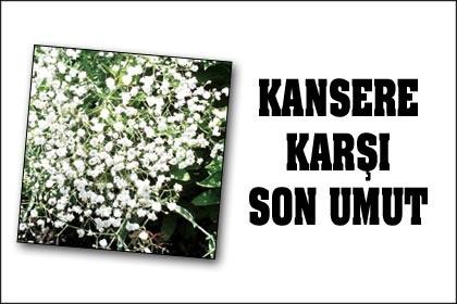 Kansere karşı son umut: Çöven otu