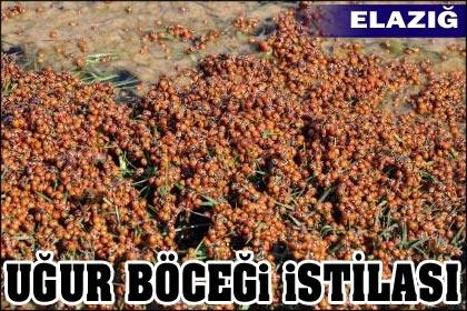 Hazar Gölünü uğur böcekleri sardı