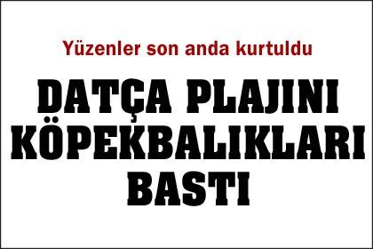 Datça plajını köpekbalıkları bastı