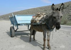 İsraile eşek arabasıyla saldırı