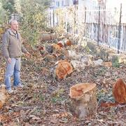 Okuldaki çınarlara kamera kıyımı